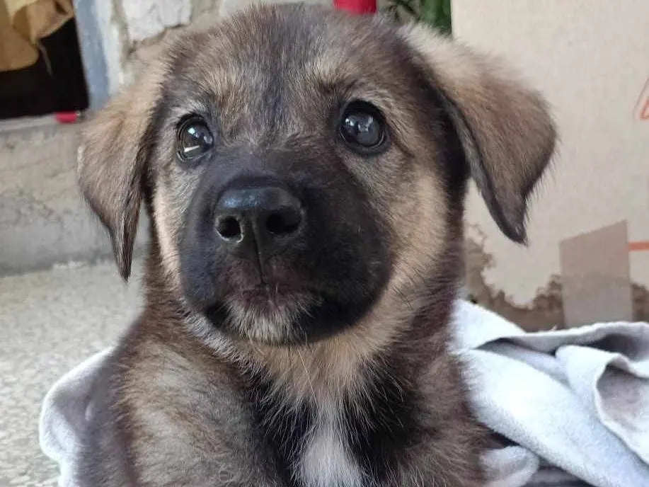 Adozione cane, femmina, meticcio, 2 anni e 4 mesi, taglia media, Catania