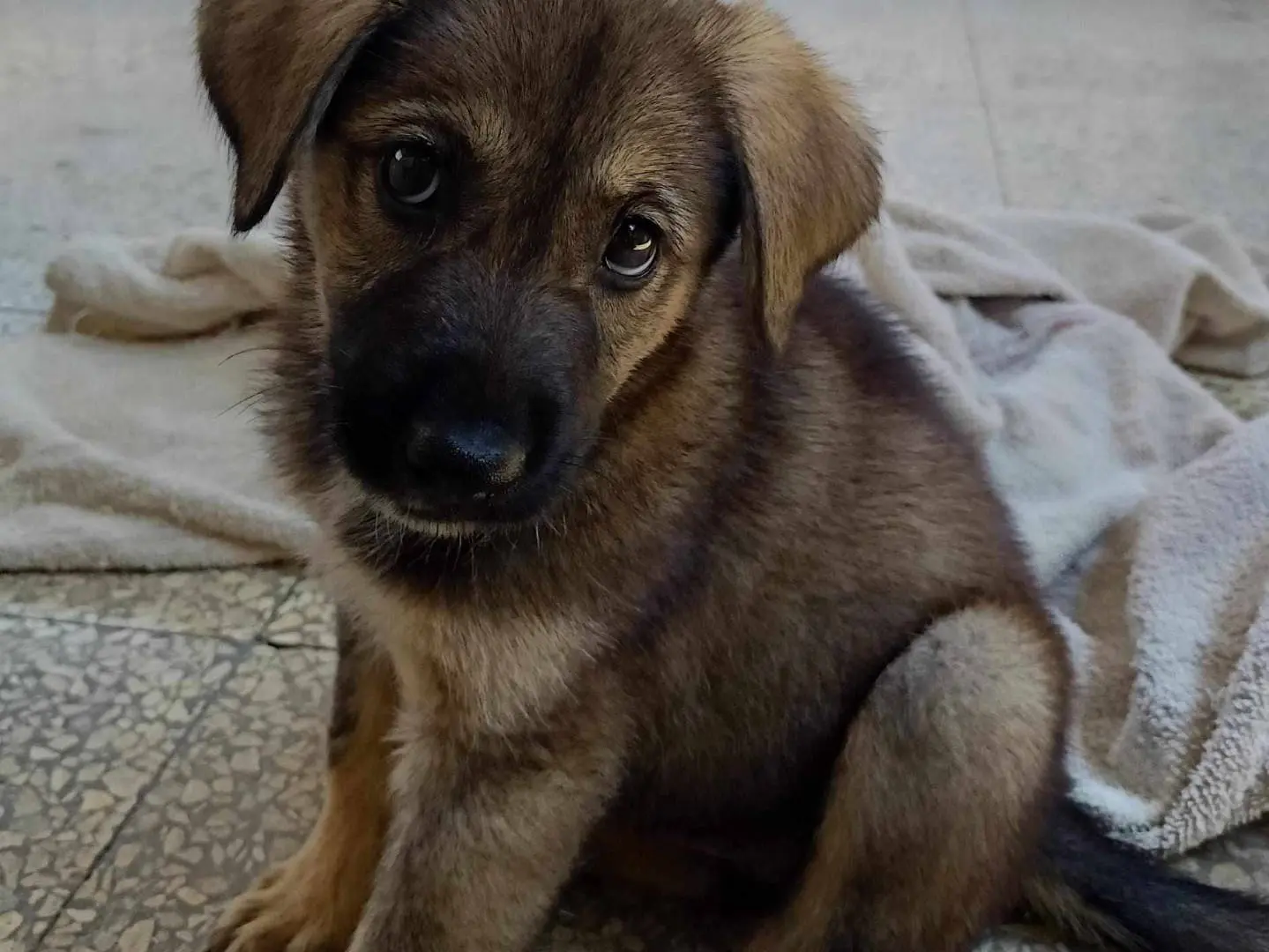 Adotta un cane, taglia media, femmina, Catania