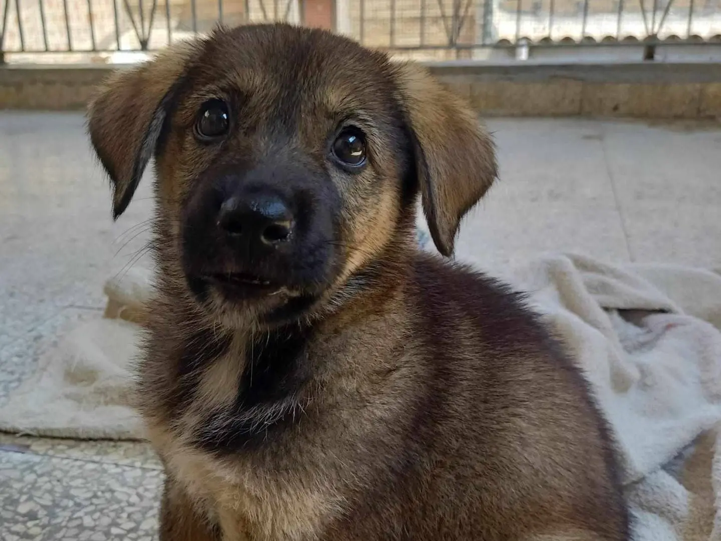 Adotta un cane, femmina, 2 anni e 4 mesi, Catania