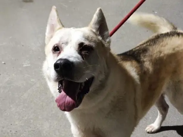 Adozione cane, maschio, Razza sconosciuta Razza sconosciuta, 5 anni e 9 mesi, taglia grande, Teramo