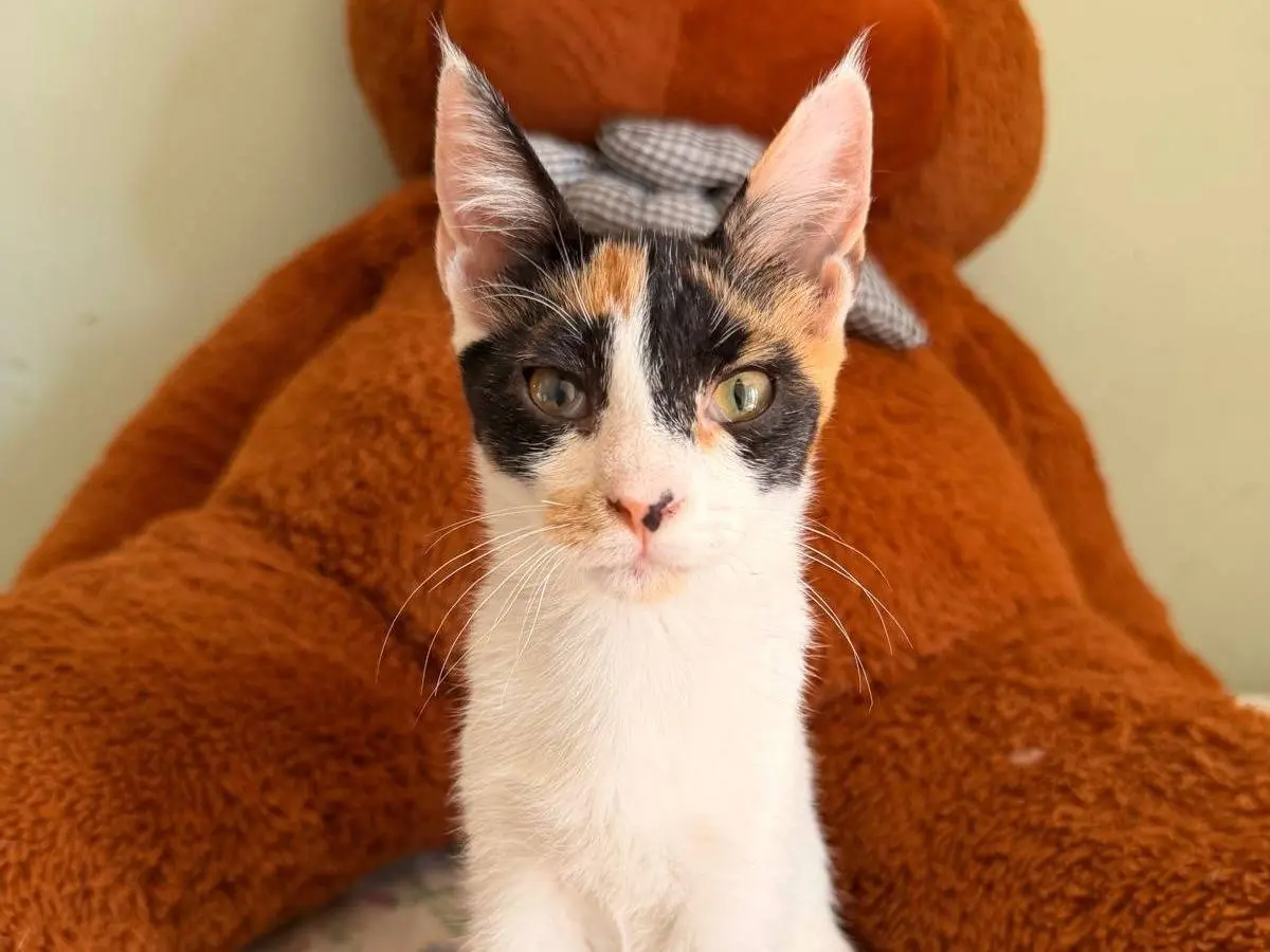 Adotta il gatto Nancy a Napoli