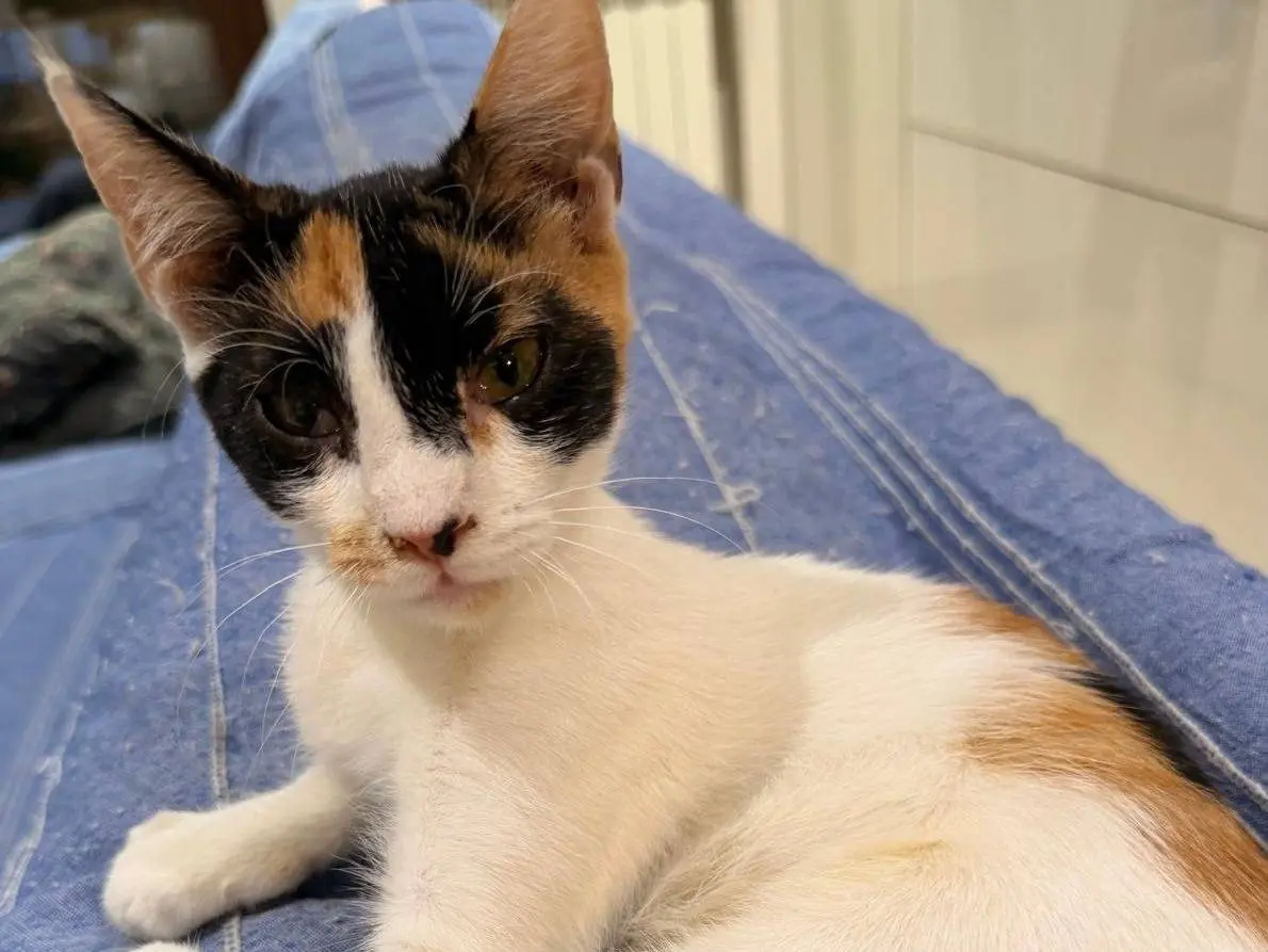 Adotta un gatto, femmina, 3 mesi, Napoli