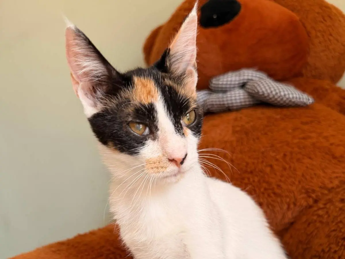 Vuoi adottare un gatto a Napoli?