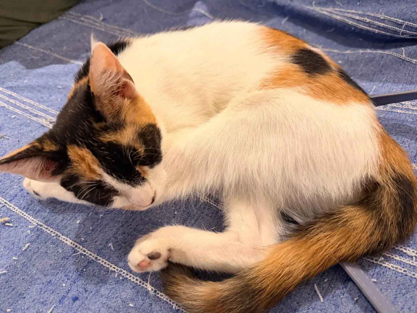 Adozione gatto, femmina, Razza sconosciuta Razza sconosciuta, 3 mesi, taglia non valida, Napoli