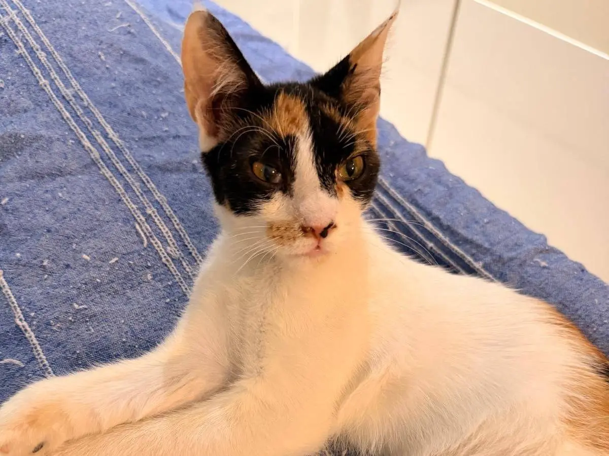 Adotta un gatto, taglia non valida, femmina, Napoli