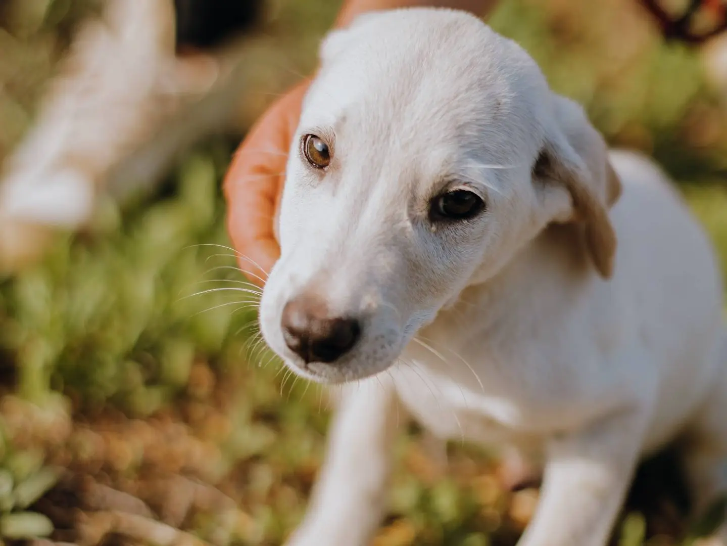 Vuoi adottare un cane a Bari?