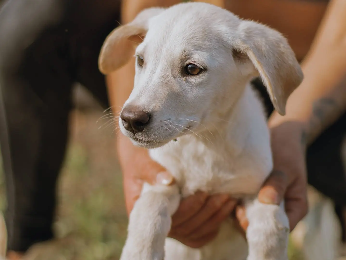 Adotta il cane cucciol a Bari