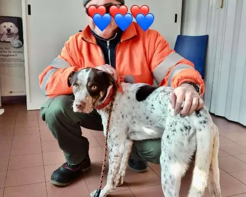 Adotta un cane, taglia media, maschio, Bologna