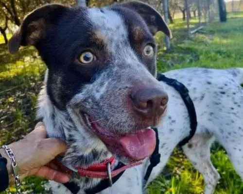 Vuoi adottare un cane a Bologna?