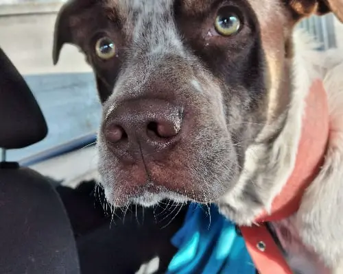 Adotta il cane JOAO a Bologna