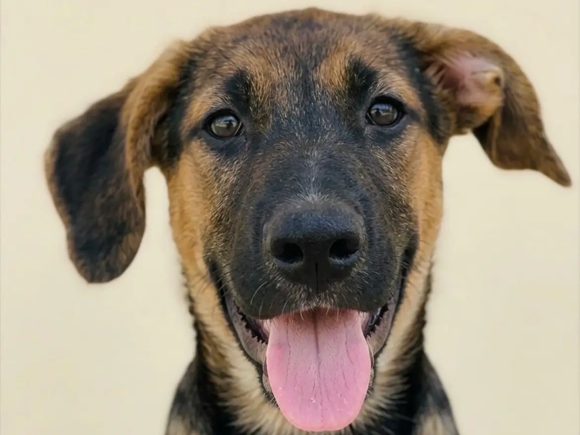Adozione cane, femmina, Razza sconosciuta Razza sconosciuta, 4 mesi, taglia media, Sud
