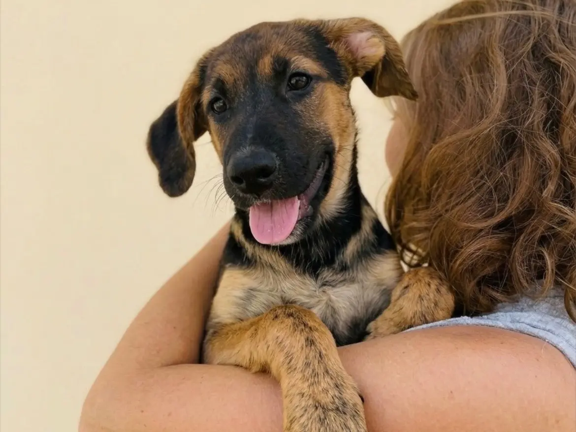 Adotta un cane, femmina, 4 mesi, Sud