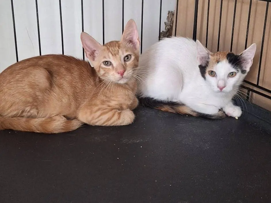 Adotta il gatto Kyo a Milano