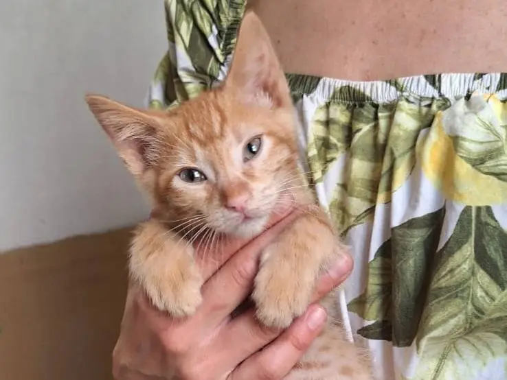 Vuoi adottare un gatto a Milano?