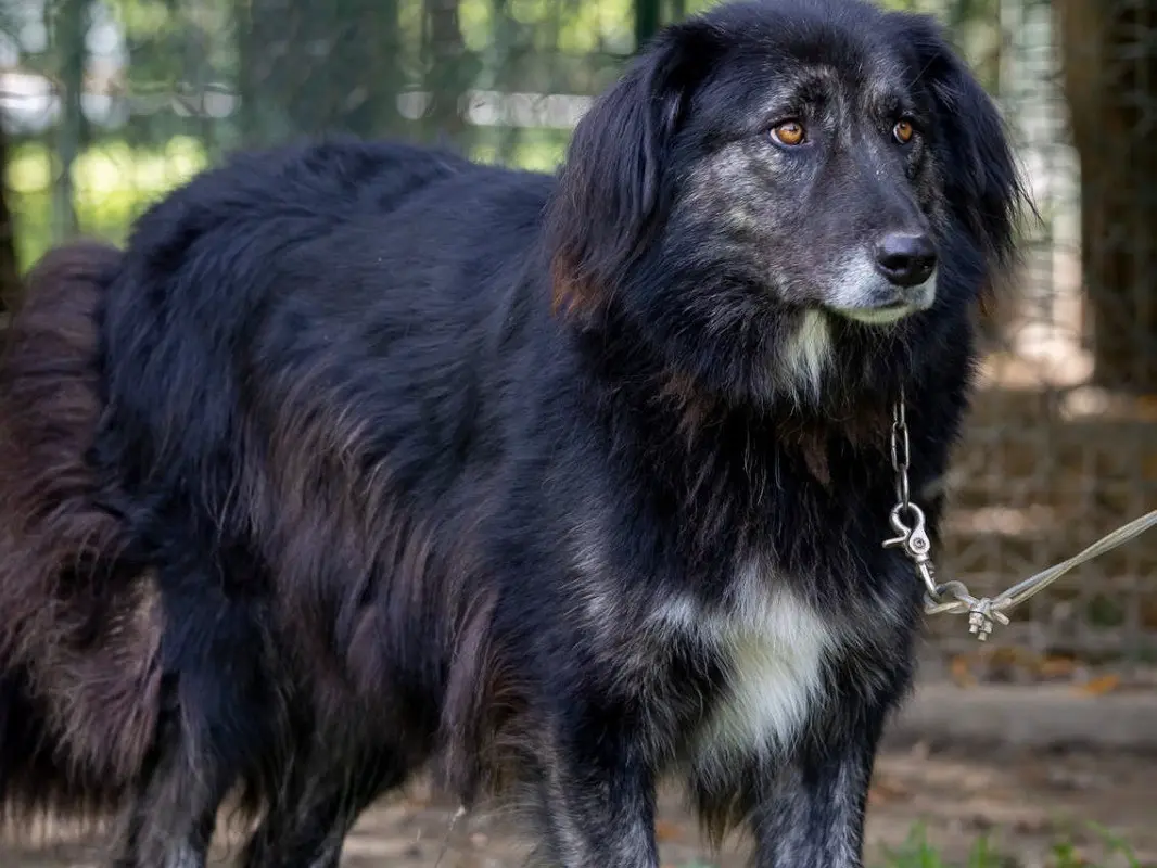 Adotta un cane, taglia grande, femmina, Sondrio