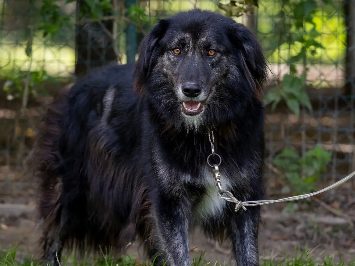 Adozione cane, femmina, Razza sconosciuta Razza sconosciuta, 3 anni e 10 mesi, taglia grande, Sondrio