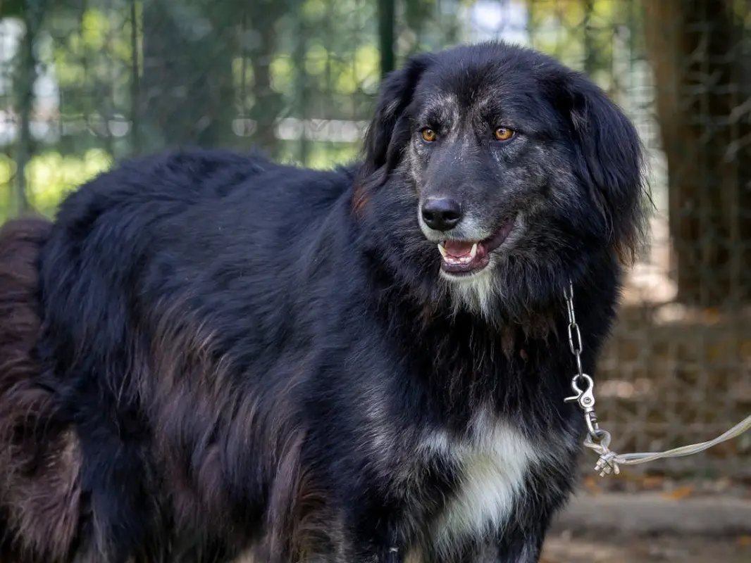 Vuoi adottare un cane a Sondrio?