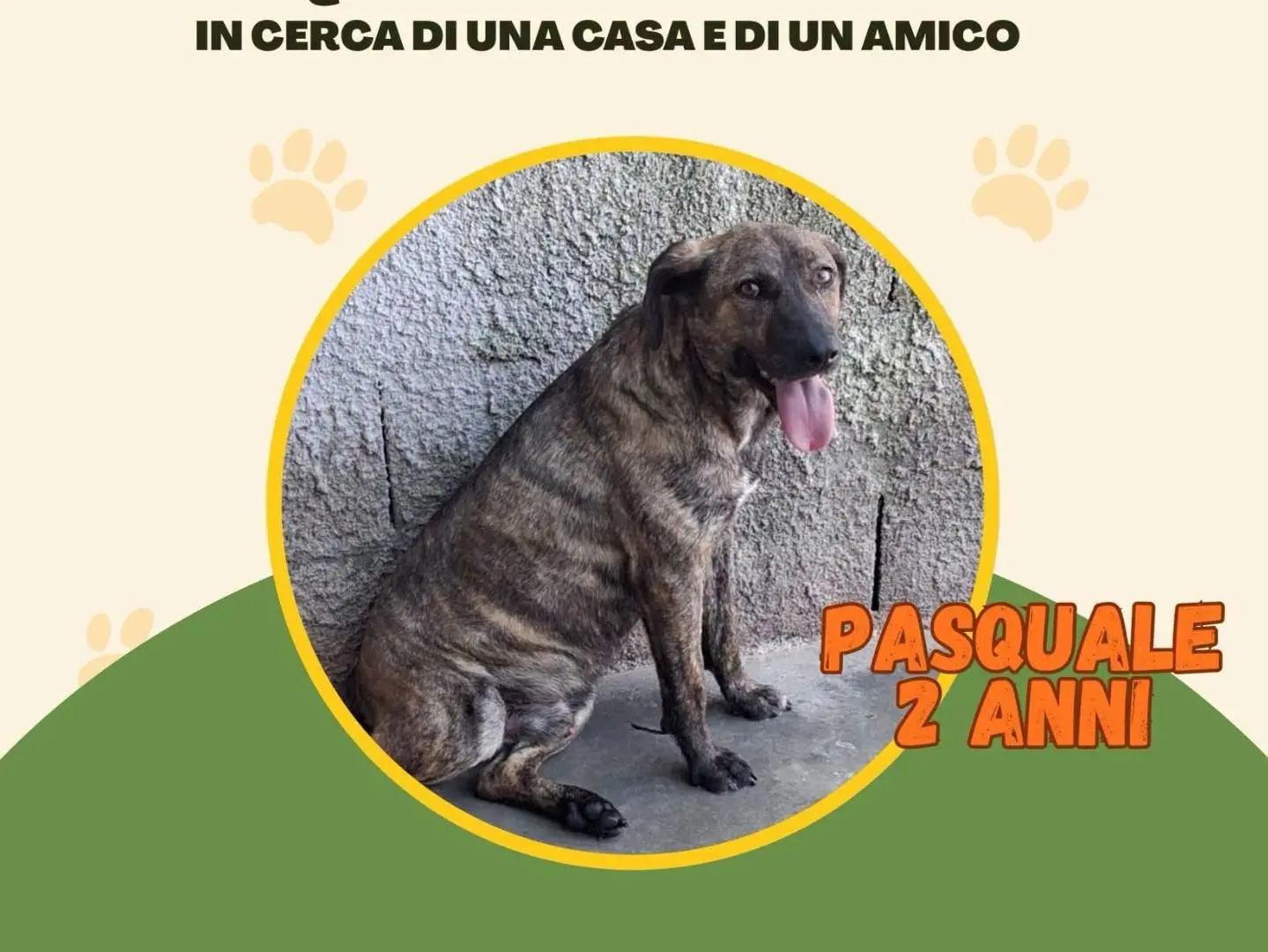 Adozione cane, maschio, Razza sconosciuta Razza sconosciuta, 2 anni e 2 mesi, taglia media, Vibo