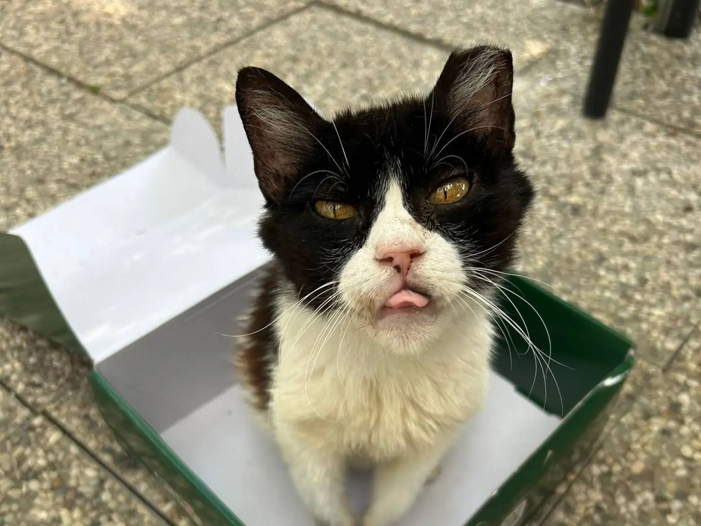 Adotta un gatto, taglia non valida, femmina, Bologna