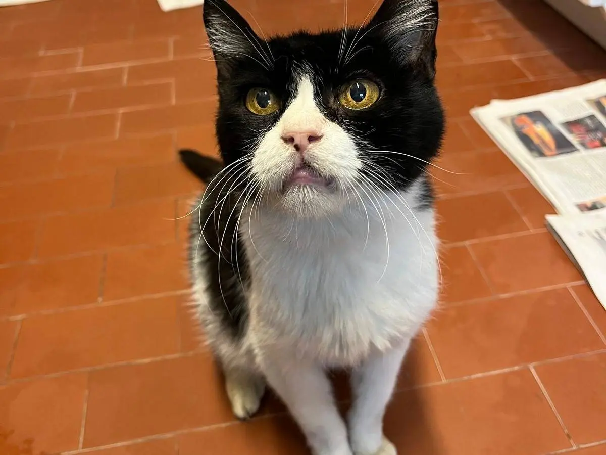 Adotta un gatto, femmina, 14 anni e 1 mese, Bologna