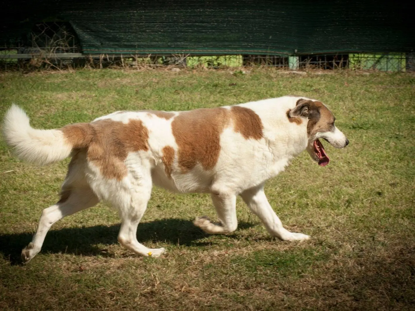 Adotta un cane, maschio, 7 anni e 4 mesi, Frosinone