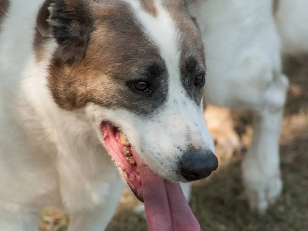 Adotta il cane TOFU a Frosinone