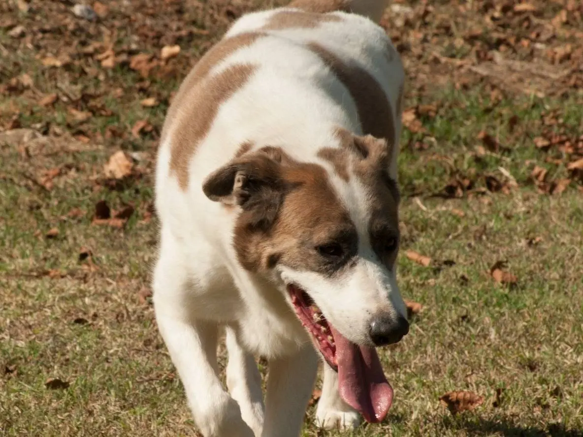 Adotta un cane, taglia grande, maschio, Frosinone