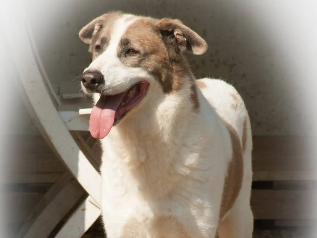 Vuoi adottare un cane a Frosinone?