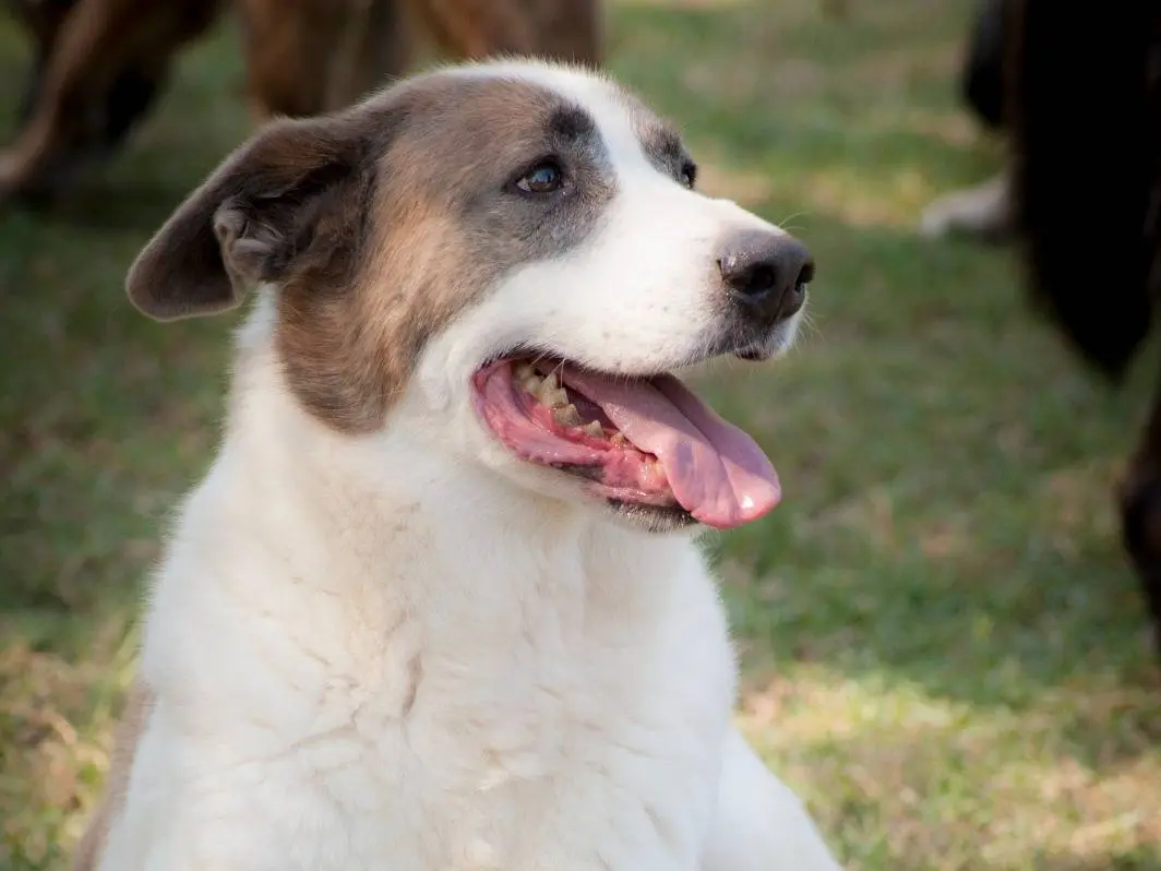 Adozione cane, maschio, Razza sconosciuta Razza sconosciuta, 7 anni e 4 mesi, taglia grande, Frosinone