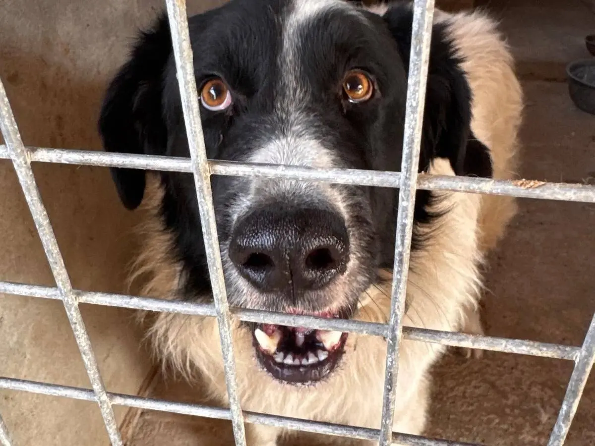 Adotta un cane, maschio, 6 anni e 4 mesi, Crotone