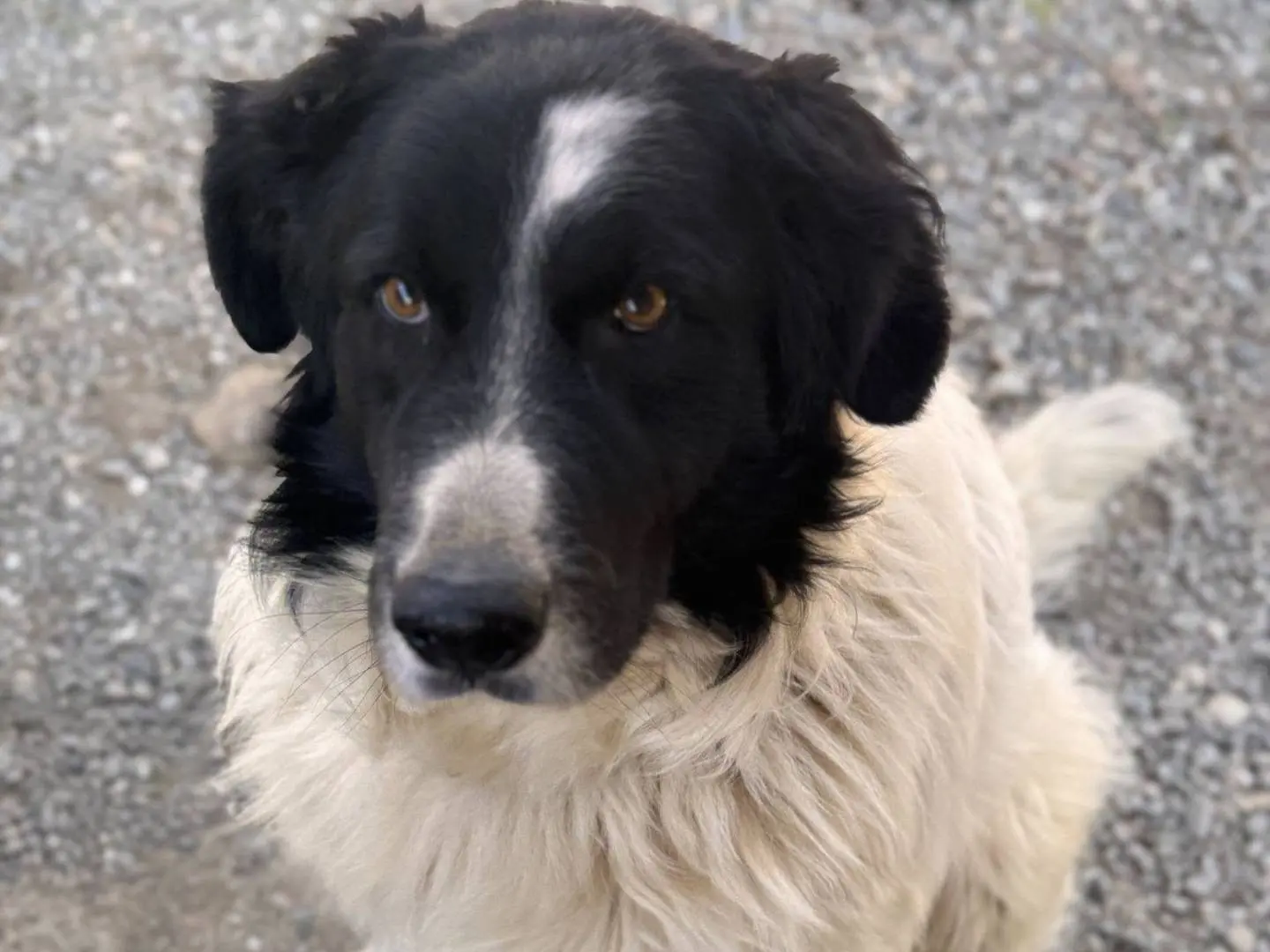 Adozione cane, maschio, Razza sconosciuta Razza sconosciuta, 6 anni e 4 mesi, taglia media, Crotone