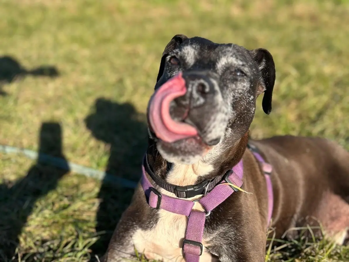 Vuoi adottare un cane a Bergamo?