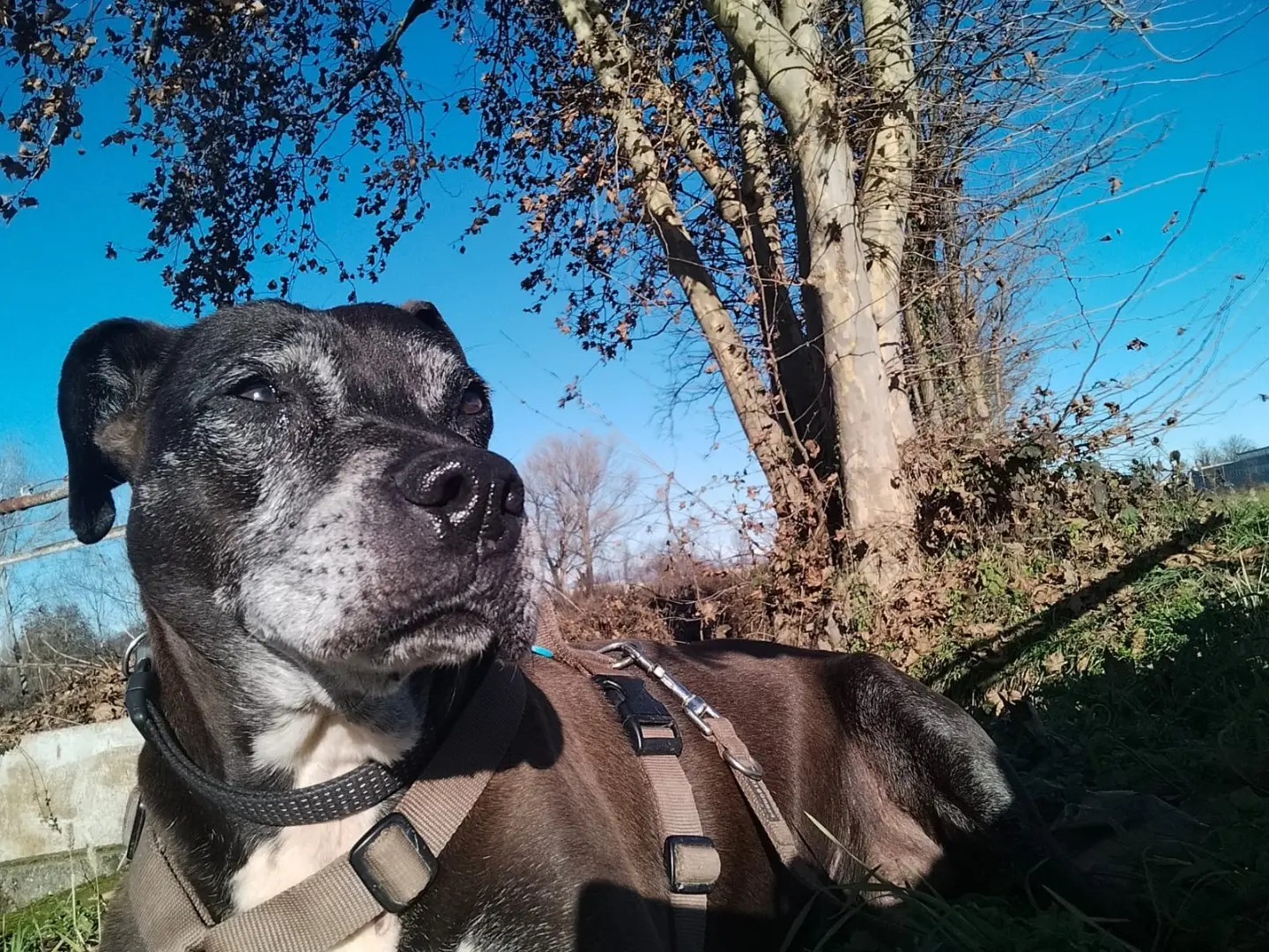 Adotta un cane, taglia piccola, maschio, Bergamo