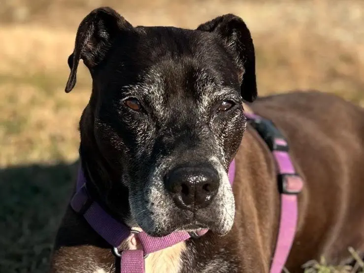 Adotta un cane, maschio, 13 anni, Bergamo