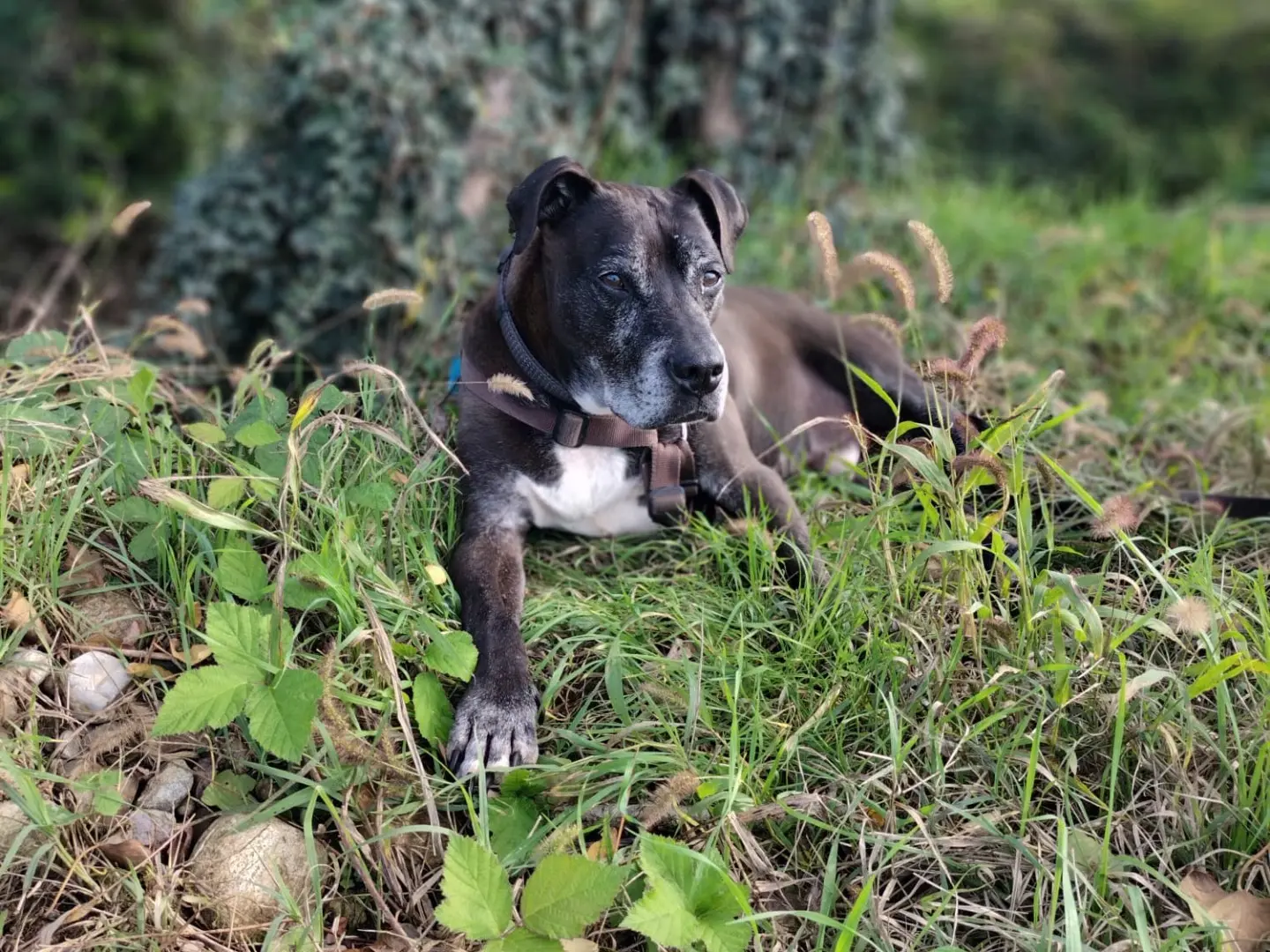 Adozione cane, maschio, Amstaff Razza sconosciuta, 13 anni, taglia piccola, Bergamo