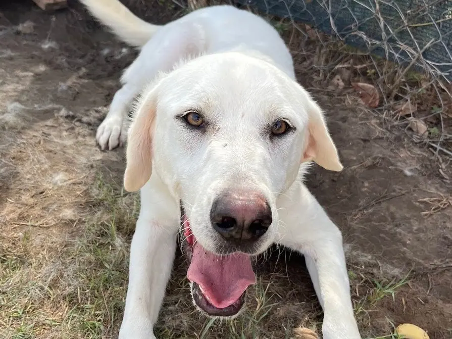 Adozione cane, maschio, Razza sconosciuta Razza sconosciuta, 3 anni e 3 mesi, taglia media, Latina