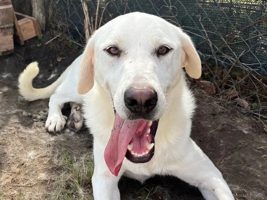 Adotta un cane, maschio, 3 anni e 3 mesi, Latina