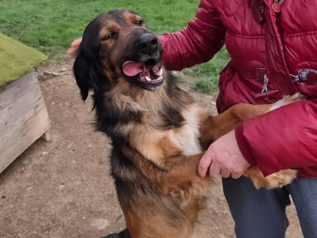 Adotta il cane Aaron a Cosenza