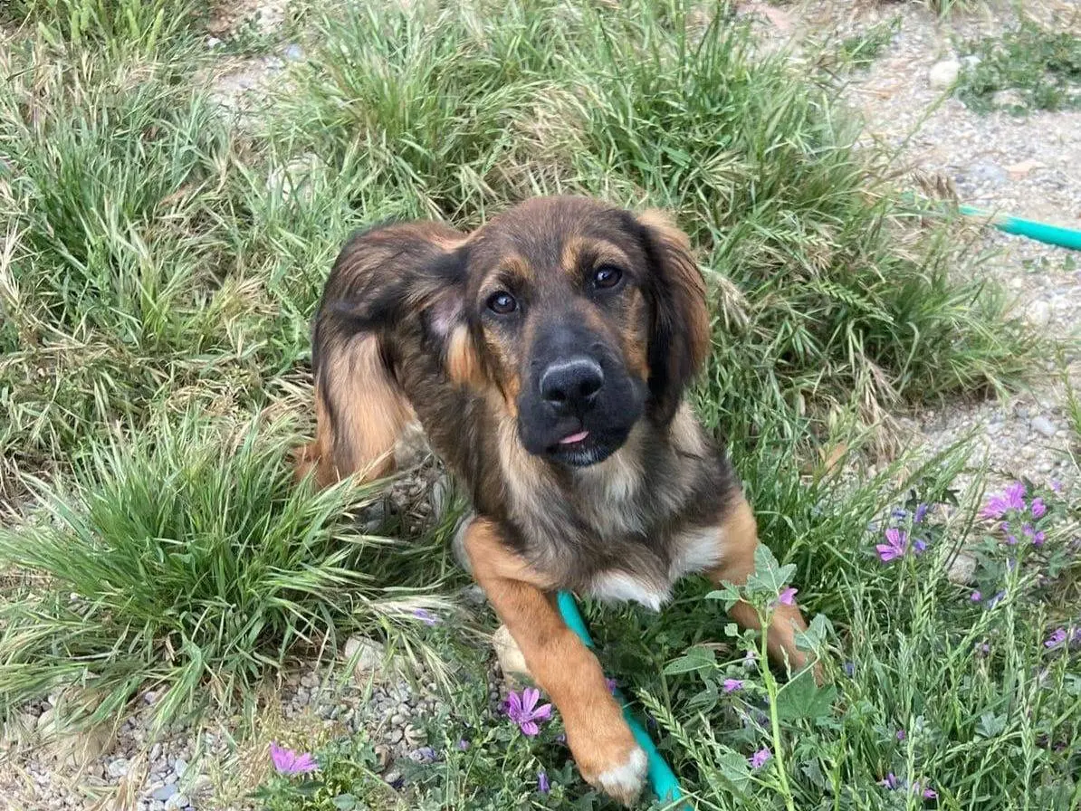 Adotta un cane, maschio, 2 anni e 7 mesi, Cosenza