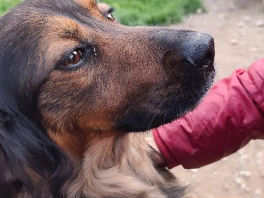 Adotta un cane, taglia media contenuta, maschio, Cosenza