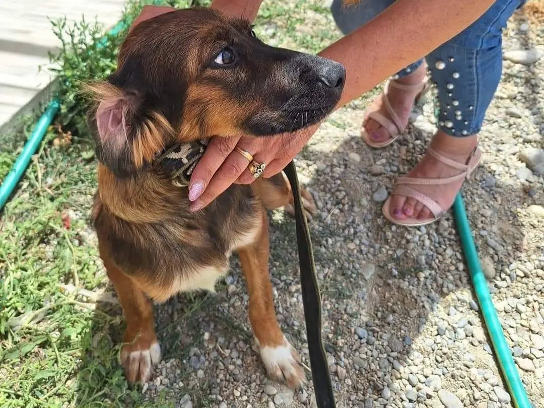 Adozione cane, maschio, Razza sconosciuta Razza sconosciuta, 2 anni e 7 mesi, taglia media contenuta, Cosenza