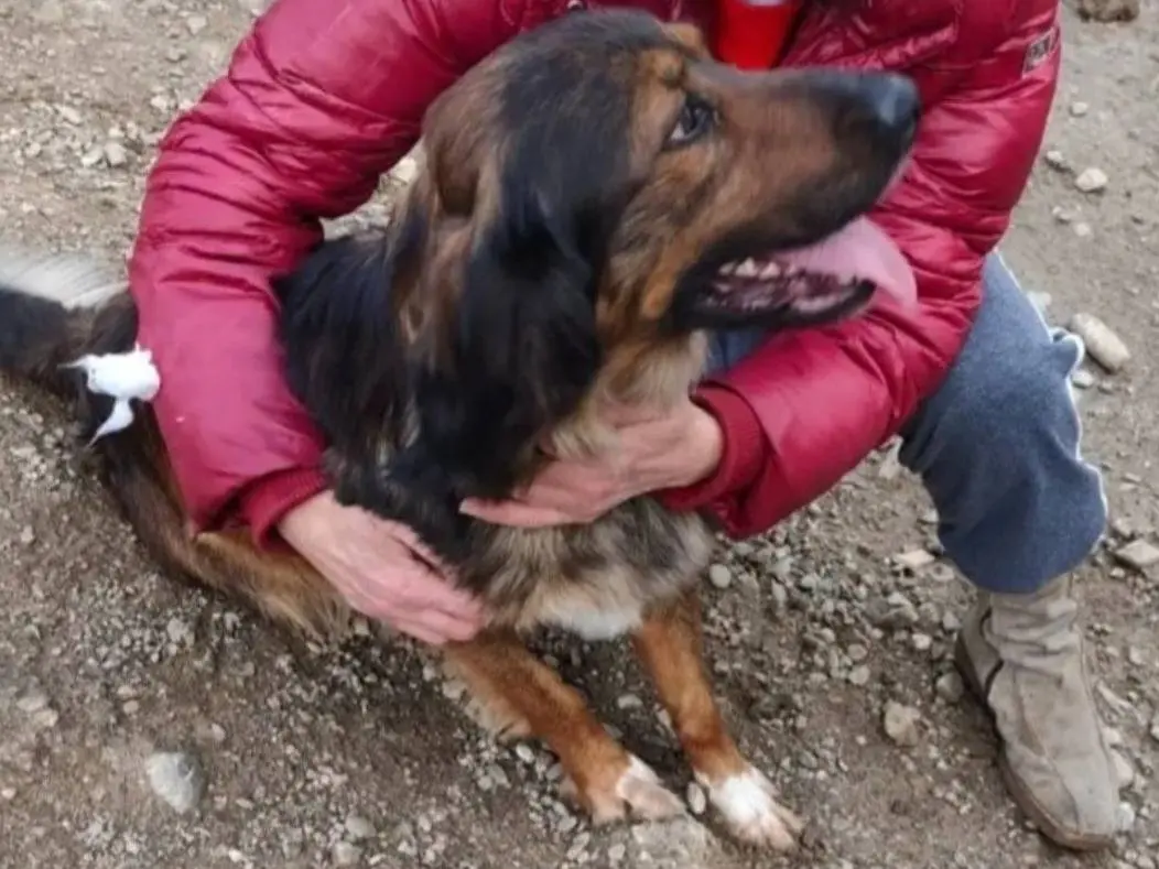 Vuoi adottare un cane a Cosenza?