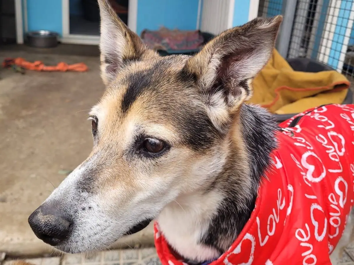 Adozione cane, femmina, Razza sconosciuta Razza sconosciuta, 11 anni e 11 mesi, taglia media contenuta, Pavia