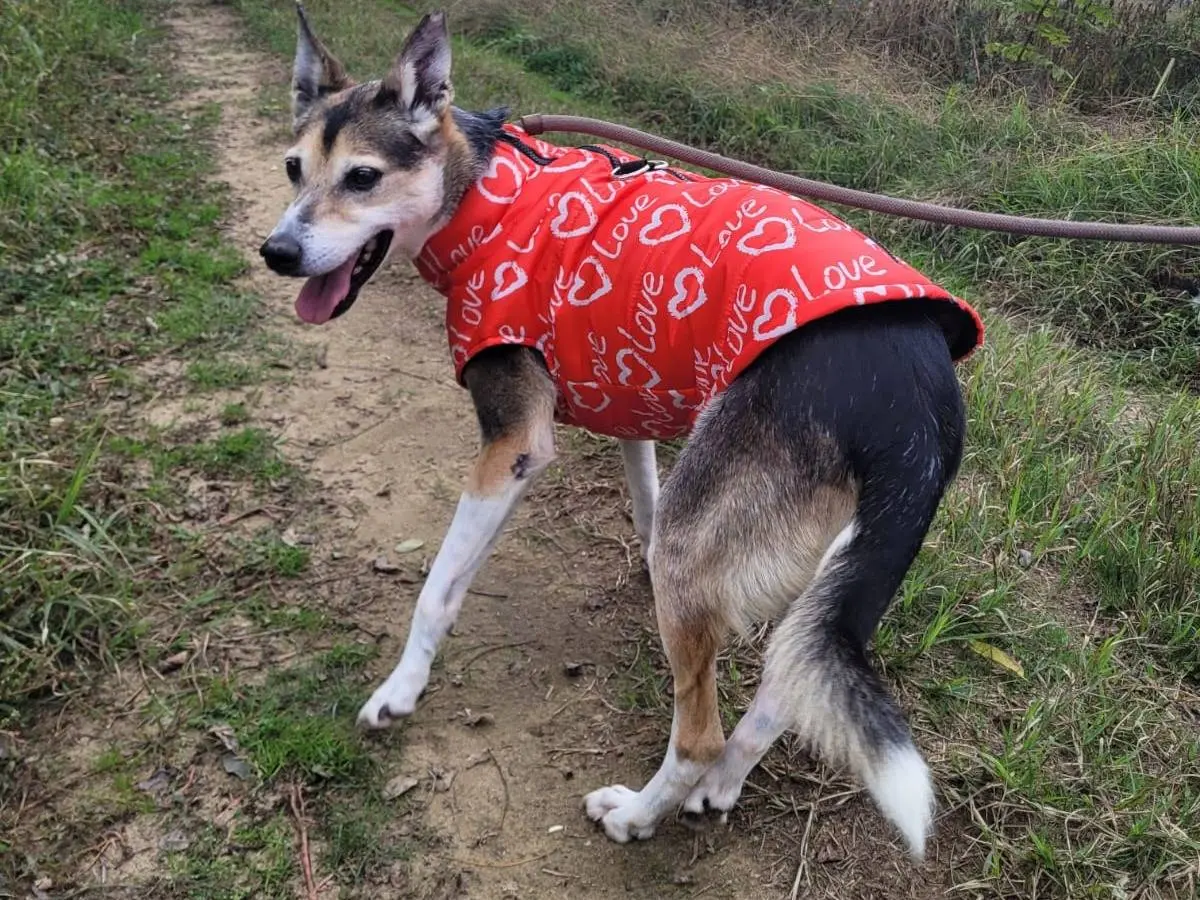 Adotta un cane, femmina, 11 anni e 11 mesi, Pavia