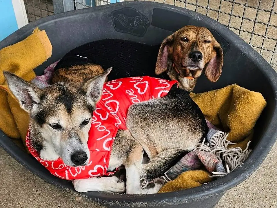Adotta un cane, taglia media contenuta, femmina, Pavia
