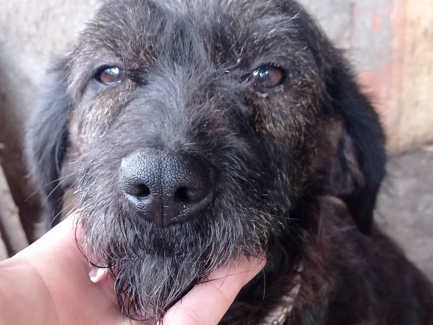 Adozione cane, femmina, Razza sconosciuta Razza sconosciuta, 2 anni, taglia media contenuta, Catanzaro