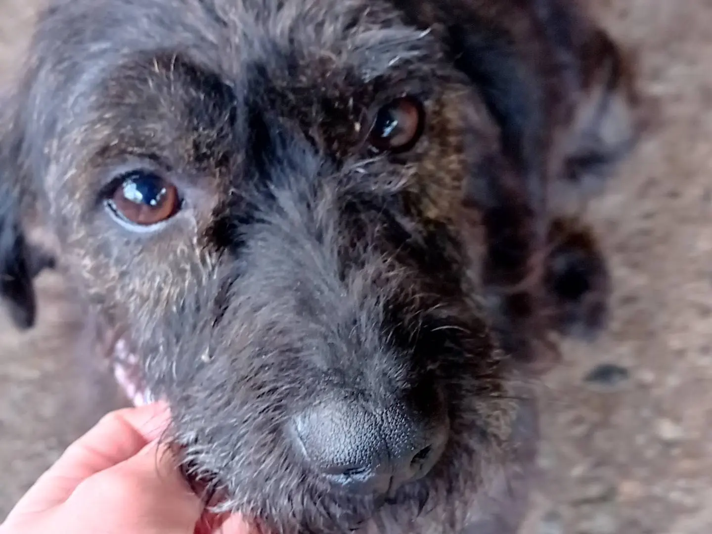 Adotta un cane, femmina, 2 anni, Catanzaro