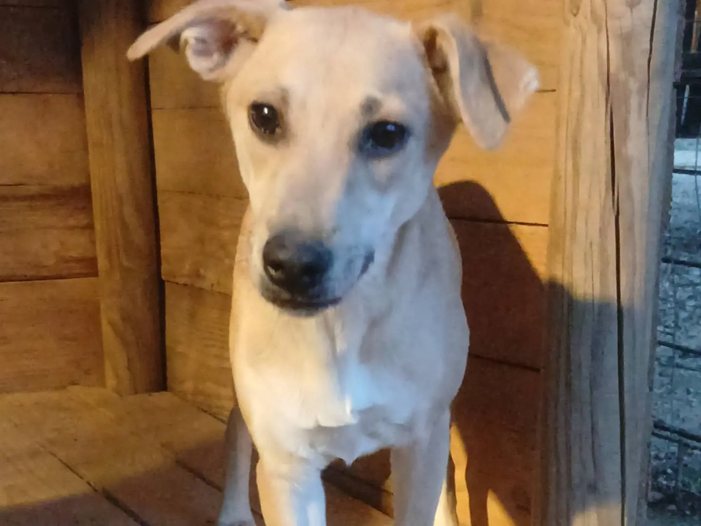 Adozione cane, femmina, Razza sconosciuta Razza sconosciuta, 6 mesi, taglia piccola, Roma