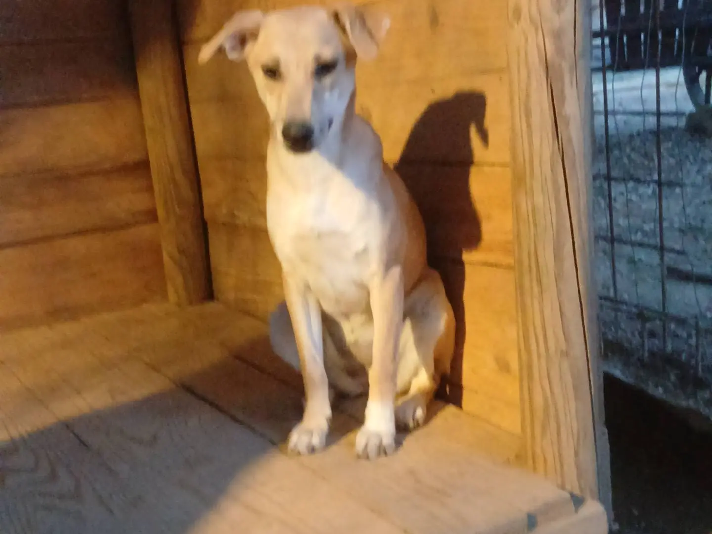 Adotta un cane, femmina, 6 mesi, Roma