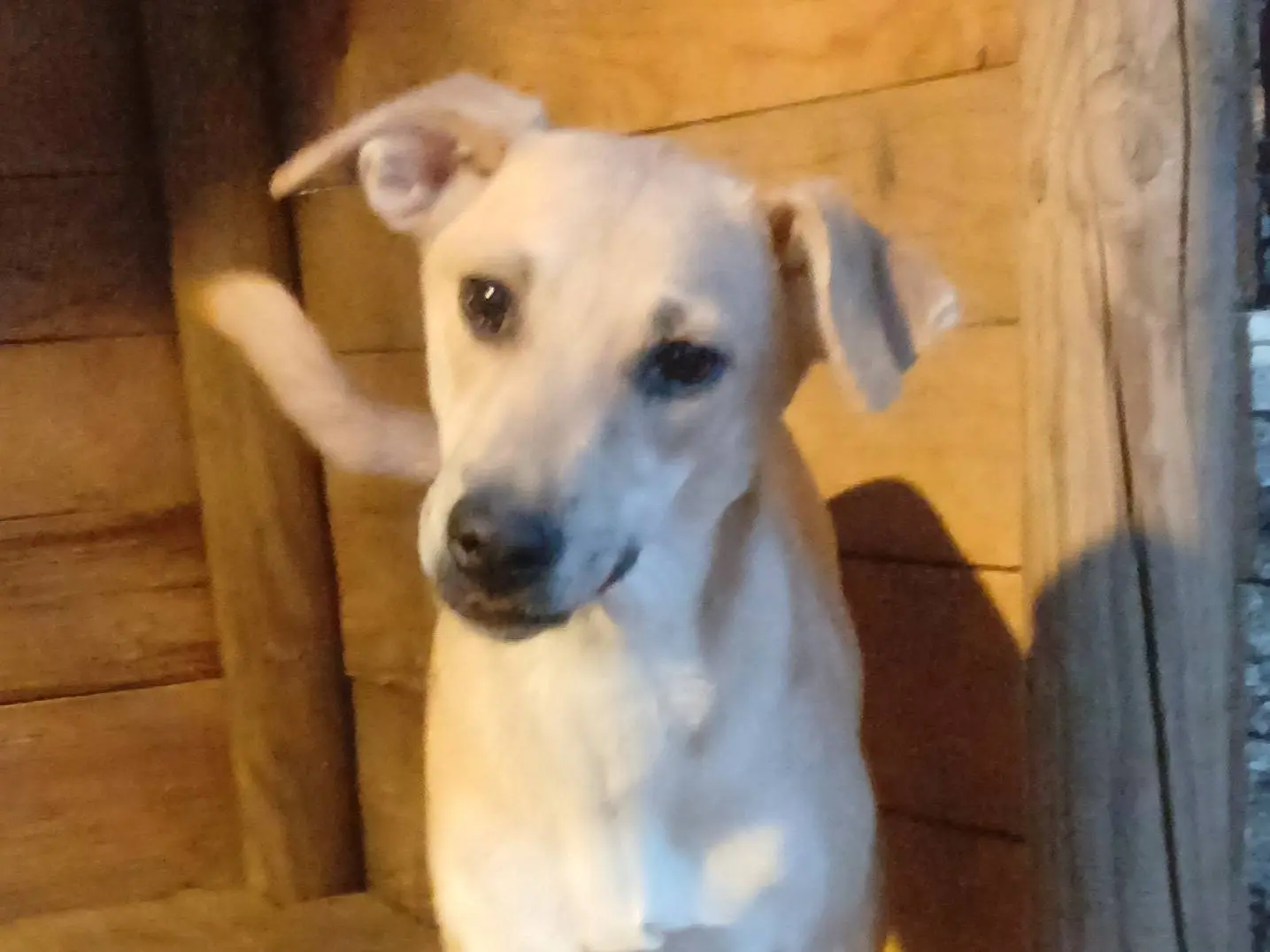 Adotta un cane, taglia piccola, femmina, Roma